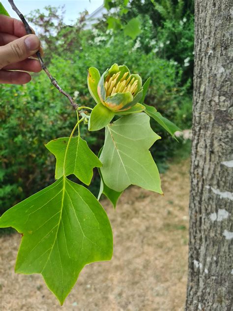 Tulip tree in bloom. Liriodendron tulipifera : r/marijuanaenthusiasts