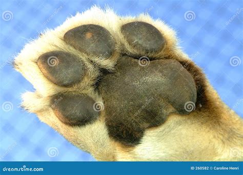 Patte de lion photo stock. Image du chat, lion, afrique - 260582