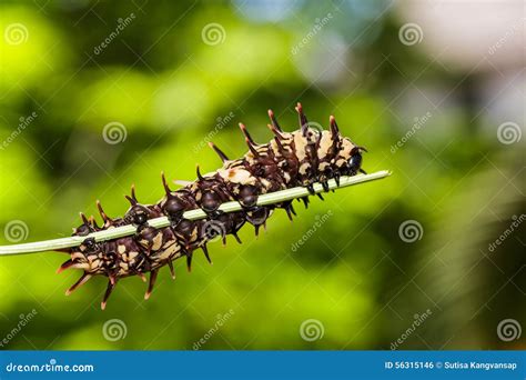 Caterpillar of Golden ( Common ) Birdwing Butterfly Stock Photo - Image ...