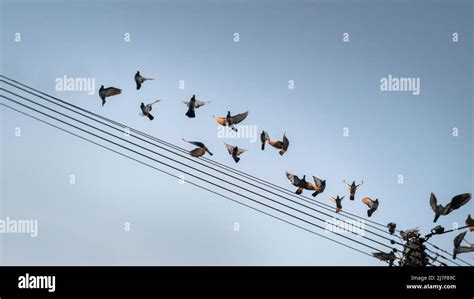 Birds flying away from the power lines at sunrise Stock Photo - Alamy