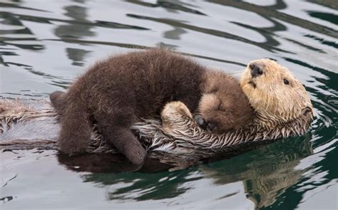 Sea otter cuddles her pup to keep it dry and warm while it sleeps