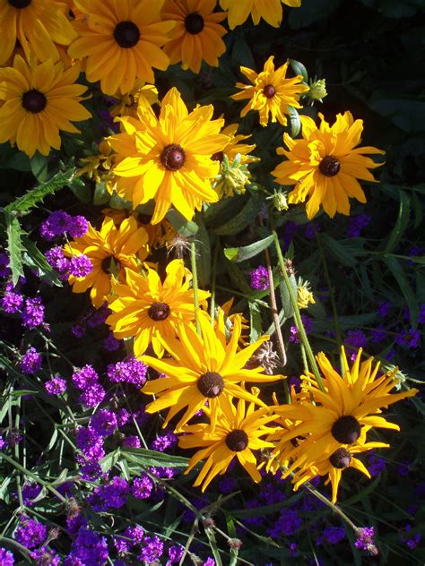 Summer Flower: Images Of Summer Flowers