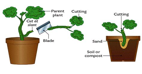 Artificial Vegetative Propagation by Tejas Hinder copy1 at emaze ...