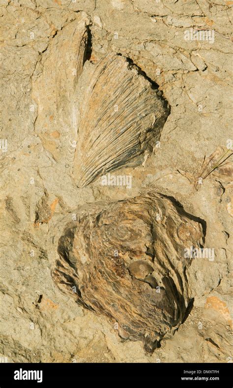 Miocene fossils hi-res stock photography and images - Alamy