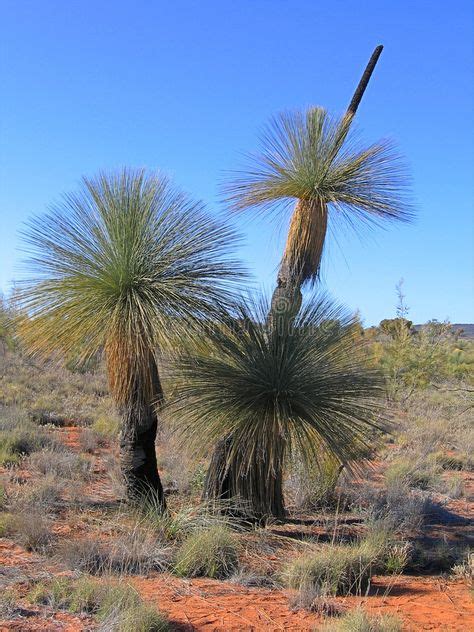 10+ Xanthorrhoea (Australia grass tree) ideas in 2021 | tree, australian native plants, grass