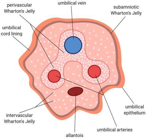 [Solved] The following are the characteristics of fetal umbilical cor