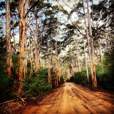 Karri tree forest, WA, Australia | Australian colours, Tree forest, Country roads