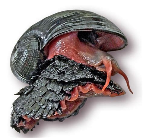 Volcano Snails Exist. They Have Metal Shells And Survive 750 Degree ...