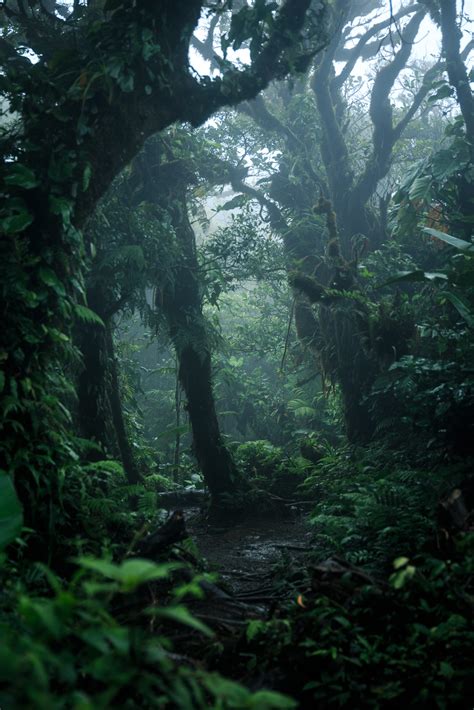 Deep in lush rainforest - Preaching Magazine