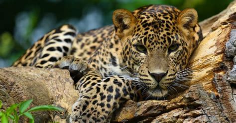 The 10 Most Stunning Apex Predators From Around the World - A-Z Animals