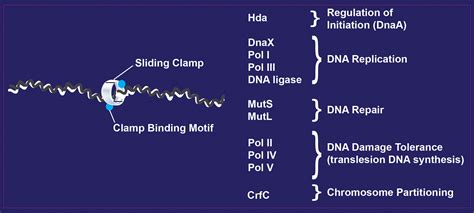 The sliding clamp: a promiscuous DNA replication protein - Biochemistry and Molecular Biology