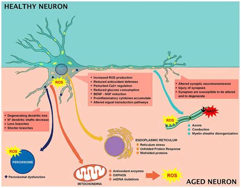 Frontiers | Neuronal Cells Rearrangement During Aging and Neurodegenerative Disease: Metabolism ...