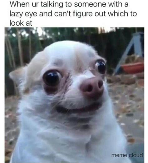 Lazy Eye Funny Dog Memes, Crazy Funny Memes, Really Funny Memes, Funny Relatable Memes, Funny ...