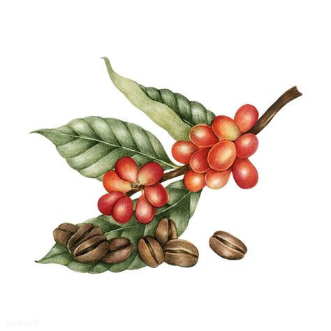 Search | Coffee illustration, Coffee plant, Coffee farm