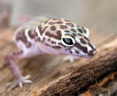 Western Banded Gecko Care Sheet | Reptiles' Cove