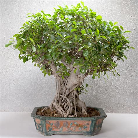 Buy/Send Ficus Retusa BonsaiTree 25 Years Old Online- Ferns N Petals