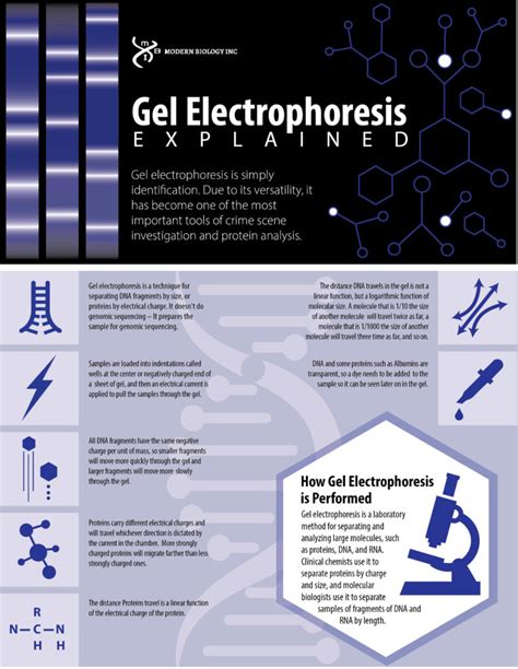 Gel Electrophoresis Explained - Modern Biology Inc