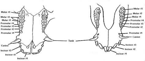 Pot Bellied Pigs Blog: Teeth and Tusks In The Mini Pig