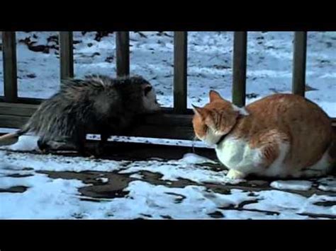 Opossum and Cat Fight - YouTube