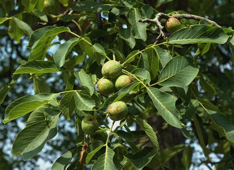 English walnut | Plants, Medicinal plants, Flowering trees