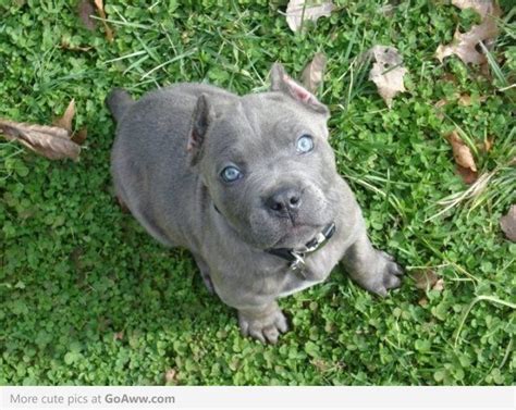 Beautiful blue eyed Cane Corso puppy (sad about the ears and tail though) | Animals...Aww ...