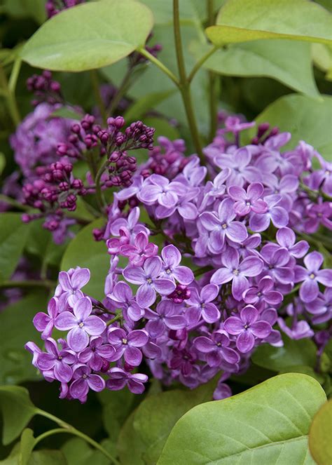 The Best Fragrant Flowers Appeal to All the Senses, Including Nostalgia