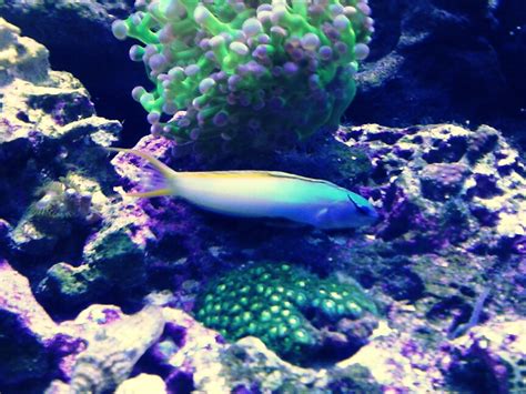 Forktail/Fanged Blenny - Meiacanthus atrodorsalis - Aquarium Advice - Aquarium Forum Community