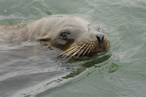 California Sea Lion swimming | The California Sea Lion (Zalo… | Flickr