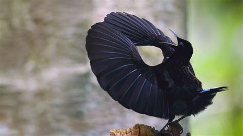 A Victoria's Riflebird attempting to attract a Mate : MostBeautiful