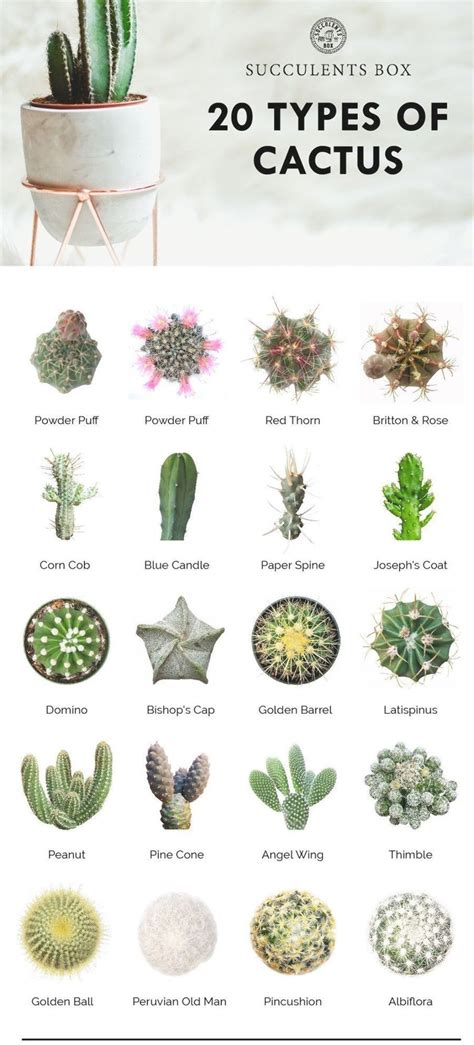 20 types of cactus // plants | home | natural designs | time-honored ...