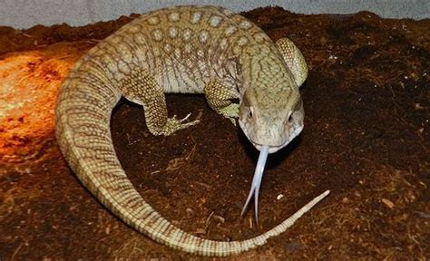 8 Largest Pet Lizards You'll Be Dying to Own (Expert & Beginner Friendly)