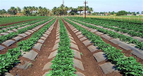 Nelatalli: Capsicum Cultivation | Rural india, Rural, India tour