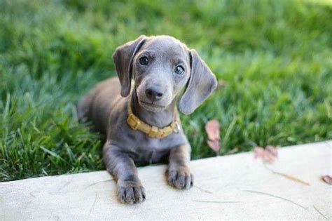 Blue Dachshund Information | PETSIDI