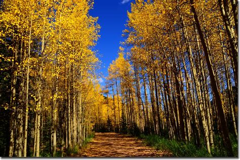 Fall colors, Guanella Pass, Colorado (12) | edjimy | Flickr