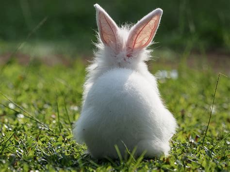 The Fascinating Facts of Rabbit Tails | UKPets