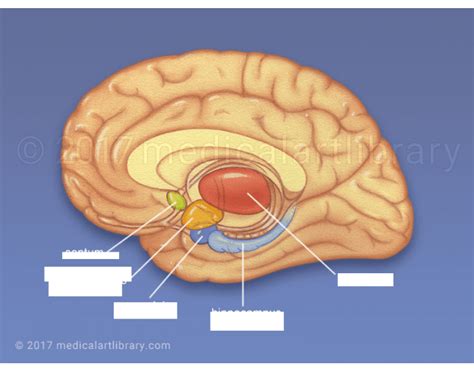 limbic Quiz