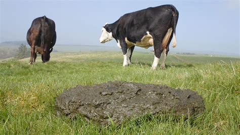 Opinion: Talking about cow poo has become quite an art form - Farmers ...