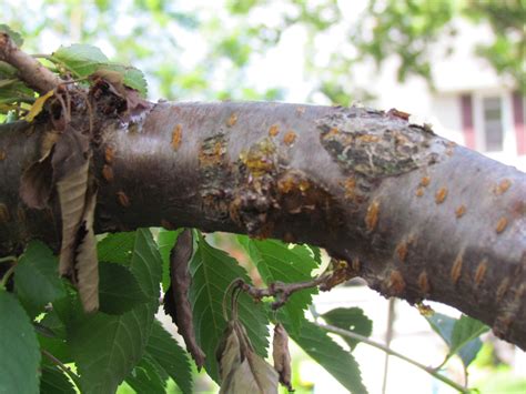 cherry tree diseases and pests - Totality Blogger Photographs