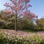 Hardy Magnolia Varieties – Learn About Zone 6 Magnolia Trees | Magnolia ...