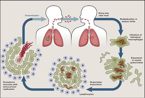 Host Evasion and Exploitation Schemes of Mycobacterium tuberculosis ...