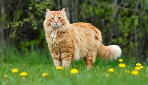 10 Large Cat Breeds - All About Big Cat Breeds