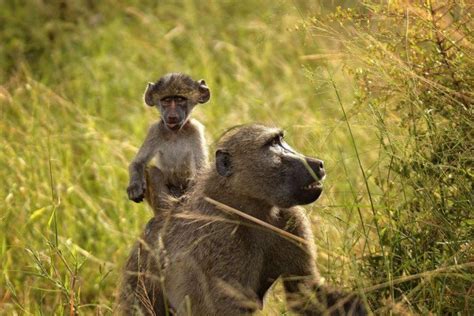 15 Wild Animals in Angola [Wildlife in Angola] - Kevmrc