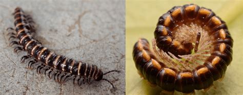 7 Kinds of Centipedes & Millipedes Found in New York! - Bird Watching HQ