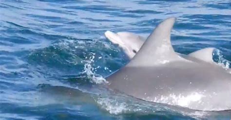 Rare Footage of Wild Dolphin Captured Giving Birth on Camera