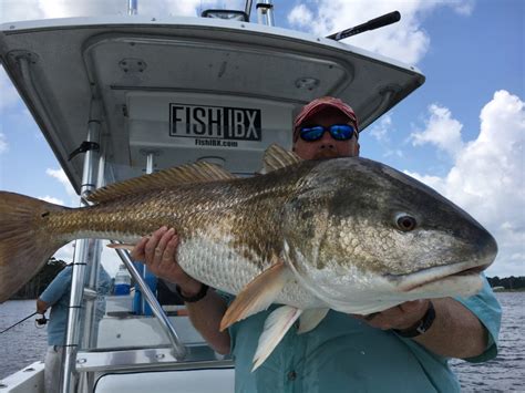 Trophy Red Drum Eat Lures! - FishIBX Eastern NC Fishing Guide