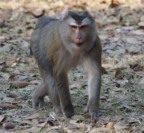 Northern Pig-tailed Macaque, Macaca leonina | Siem Riep, Cam… | Flickr