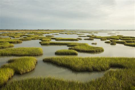 Coastal, Non-Deltaic Wetlands and Sea Level Rise - Coastal Resilience