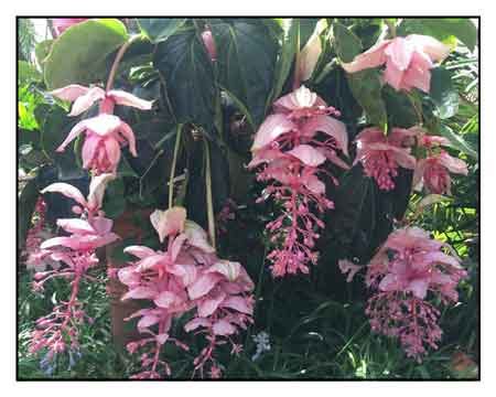 Kapa-kapa, Medinilla magnifica, SHOWY MEDINILLA / Alternative Medicine