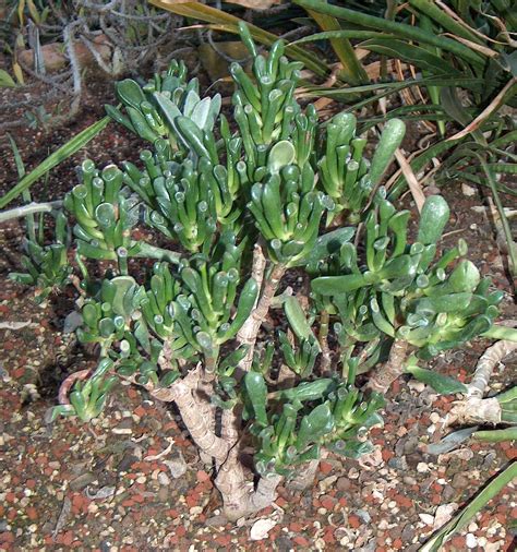 File:Crassula portulacea var cristata.jpg - Wikimedia Commons