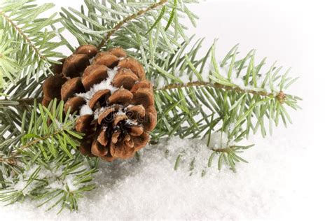 Evergreen Branch with Cone stock image. Image of branch - 16978229